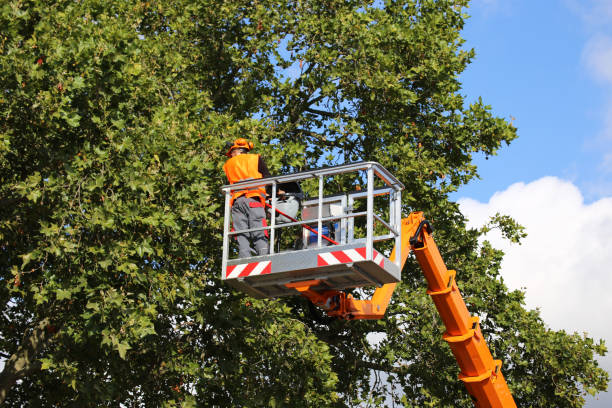 How Our Tree Care Process Works  in  Liberty Lake, WA